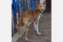 OLLI, Hund, Podenco-Mix in Apen - Bild 10