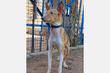 OLLI, Hund, Podenco-Mix in Apen - Bild 12