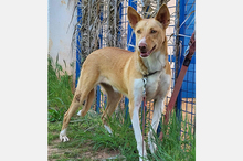 OLLI, Hund, Podenco-Mix in Apen - Bild 13