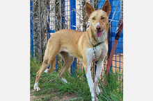 OLLI, Hund, Podenco-Mix in Apen - Bild 15