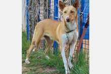 OLLI, Hund, Podenco-Mix in Apen - Bild 17