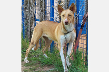 OLLI, Hund, Podenco-Mix in Apen - Bild 19