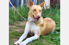 OLLI, Hund, Podenco-Mix in Apen - Bild 2