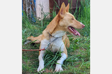 OLLI, Hund, Podenco-Mix in Apen - Bild 25