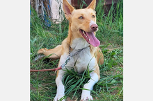 OLLI, Hund, Podenco-Mix in Apen - Bild 26