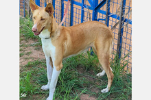 OLLI, Hund, Podenco-Mix in Apen - Bild 27