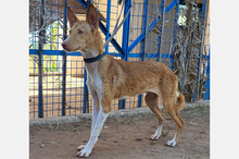 OLLI, Hund, Podenco-Mix in Apen - Bild 6