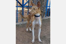 OLLI, Hund, Podenco-Mix in Apen - Bild 8