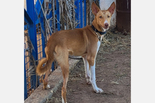OLLI, Hund, Podenco-Mix in Apen - Bild 9