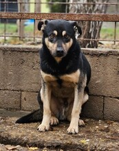 HARIBO, Hund, Schäferhund Mischling in Ungarn - Bild 1
