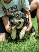 HARIBO, Hund, Schäferhund Mischling in Ungarn - Bild 11
