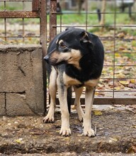 HARIBO, Hund, Schäferhund Mischling in Ungarn - Bild 2