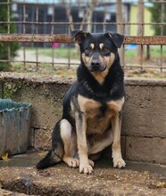 HARIBO, Hund, Schäferhund Mischling in Ungarn - Bild 3