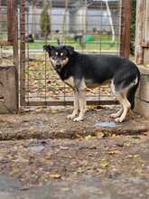 HARIBO, Hund, Schäferhund Mischling in Ungarn - Bild 4