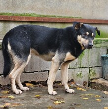 HARIBO, Hund, Schäferhund Mischling in Ungarn - Bild 5