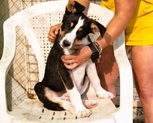 WASABI, Hund, Border Collie-Mix in Spanien - Bild 2