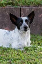 PIPPA, Hund, Mischlingshund in Klein-Winternheim - Bild 1