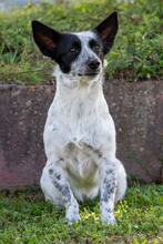 PIPPA, Hund, Mischlingshund in Klein-Winternheim - Bild 4