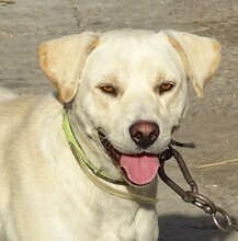 ROCKY2, Hund, Labrador-Mix in Rumänien - Bild 1