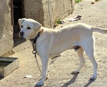 ROCKY2, Hund, Labrador-Mix in Rumänien - Bild 2