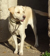 ROCKY2, Hund, Labrador-Mix in Rumänien - Bild 3