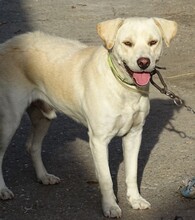 ROCKY2, Hund, Labrador-Mix in Rumänien - Bild 5