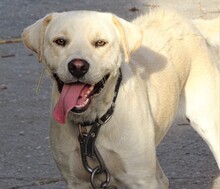 ROCKY2, Hund, Labrador-Mix in Rumänien - Bild 6