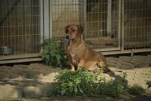 LEO, Hund, Mischlingshund in Ungarn - Bild 1