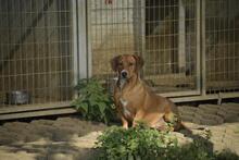 LEO, Hund, Mischlingshund in Ungarn - Bild 2