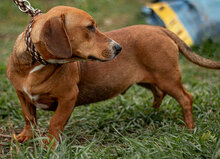 LEO, Hund, Mischlingshund in Ungarn - Bild 4