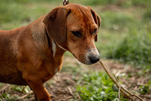 LEO, Hund, Mischlingshund in Ungarn - Bild 6