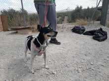 KIRA, Hund, Bodeguero Andaluz-Mix in Spanien - Bild 10