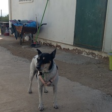 KIRA, Hund, Bodeguero Andaluz-Mix in Spanien - Bild 9