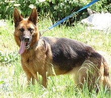 DINA, Hund, Deutscher Schäferhund in Rumänien - Bild 2