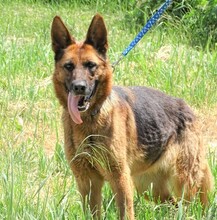 DINA, Hund, Deutscher Schäferhund in Rumänien - Bild 3