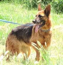 DINA, Hund, Deutscher Schäferhund in Rumänien - Bild 5