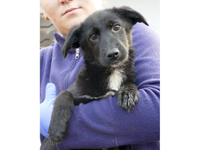 BANJA, Hund, Mischlingshund in Rumänien
