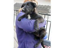 BANJA, Hund, Mischlingshund in Rumänien - Bild 2