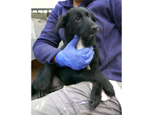 BANJA, Hund, Mischlingshund in Rumänien - Bild 3