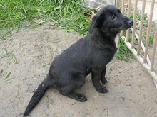 BANJA, Hund, Mischlingshund in Rumänien - Bild 7