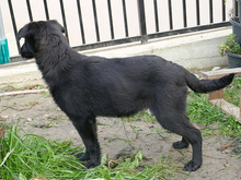 BANJA, Hund, Mischlingshund in Rumänien - Bild 8