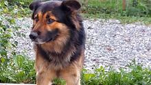 YLANG, Hund, Mischlingshund in Spanien - Bild 1