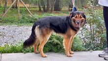 YLANG, Hund, Mischlingshund in Spanien - Bild 2