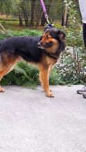 YLANG, Hund, Mischlingshund in Spanien - Bild 4