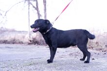 MIKSA, Hund, Mischlingshund in Ungarn - Bild 3