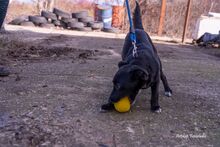MIKSA, Hund, Mischlingshund in Ungarn - Bild 5