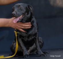MIKSA, Hund, Mischlingshund in Ungarn - Bild 7