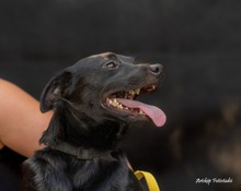 MIKSA, Hund, Mischlingshund in Ungarn - Bild 8