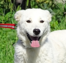 BONNIE2, Hund, Mischlingshund in Rumänien - Bild 1