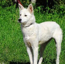 BONNIE2, Hund, Mischlingshund in Rumänien - Bild 2